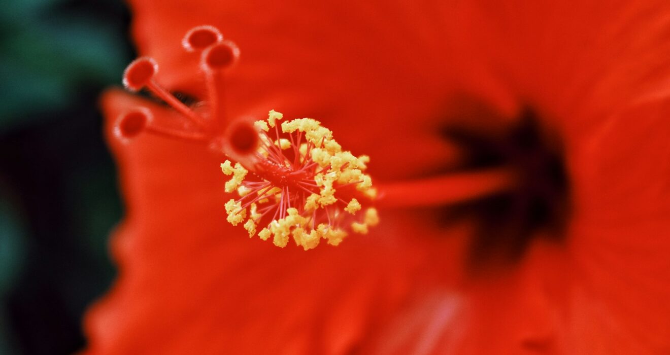 red and white flower in macro photography