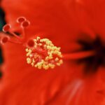 red and white flower in macro photography